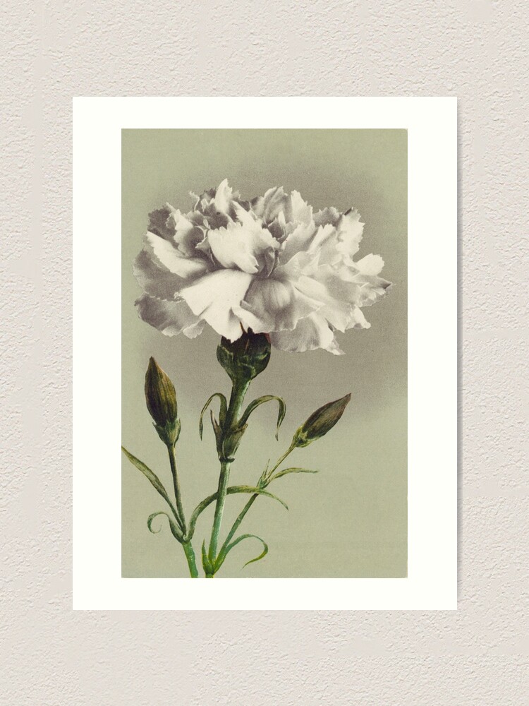 Vintage White Carnation