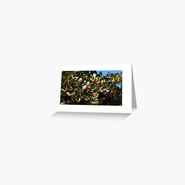 Beech Nuts Greeting Card