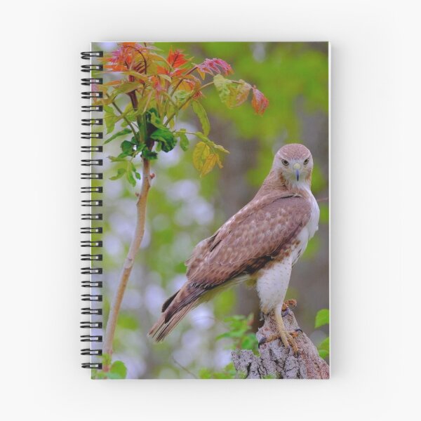 Item preview, Juvenile Red-tailed Falcon designed and sold by Maddie4Real.
