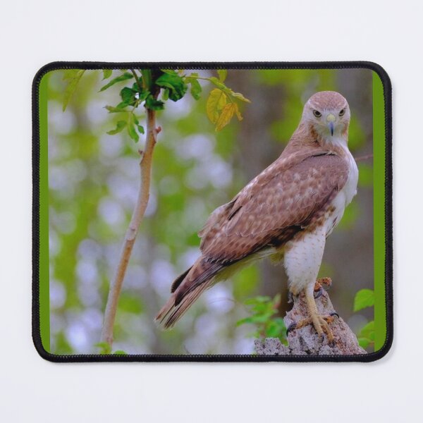 Item preview, Juvenile Red-tailed Falcon designed and sold by Maddie4Real.
