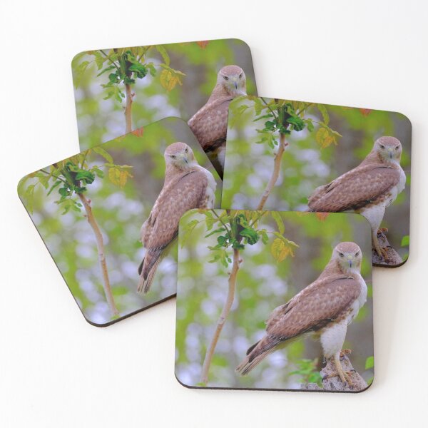 Item preview, Juvenile Red-tailed Falcon designed and sold by Maddie4Real.