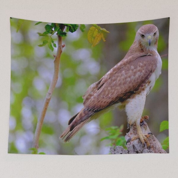 Item preview, Juvenile Red-tailed Falcon designed and sold by Maddie4Real.
