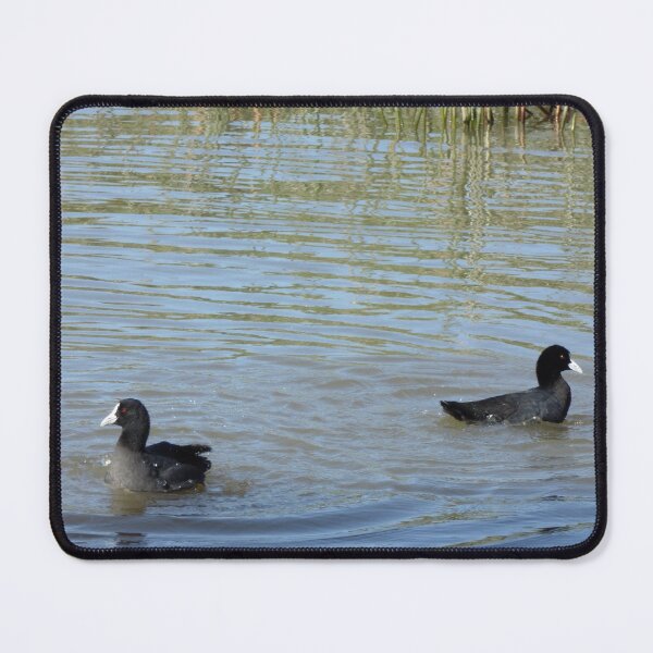 Item preview, Two Coots Swimming designed and sold by Moonshine Paradise.