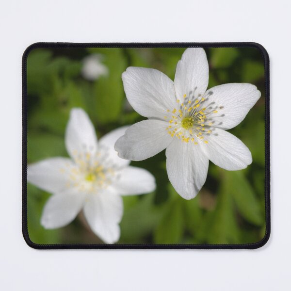 Item preview, Wood Anemone designed and sold by heidipics.