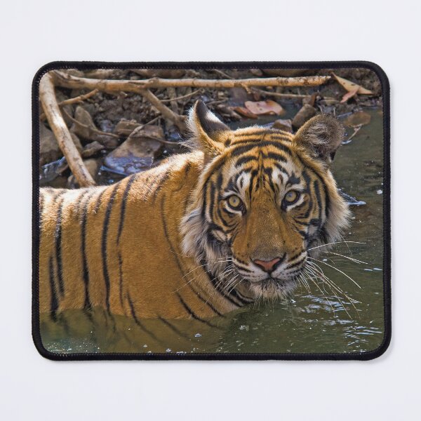 Item preview, Bengal Tiger (Panthera tigris) designed and sold by Out there! Photography.
