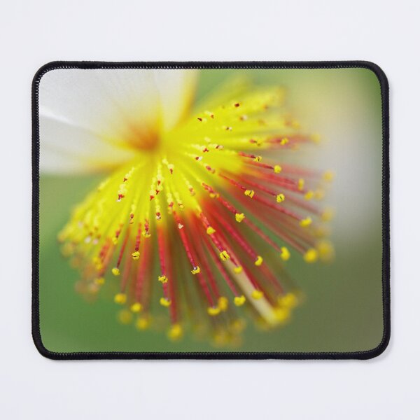 Item preview, Sparrmannia Africana designed and sold by heidipics.