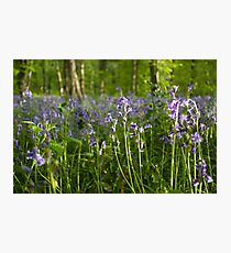 Bluebells Photographic Print