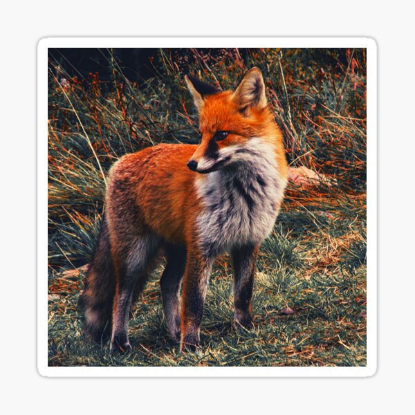 Item preview, fox photo with high resolution quality designed and sold by Allyouneed-2.