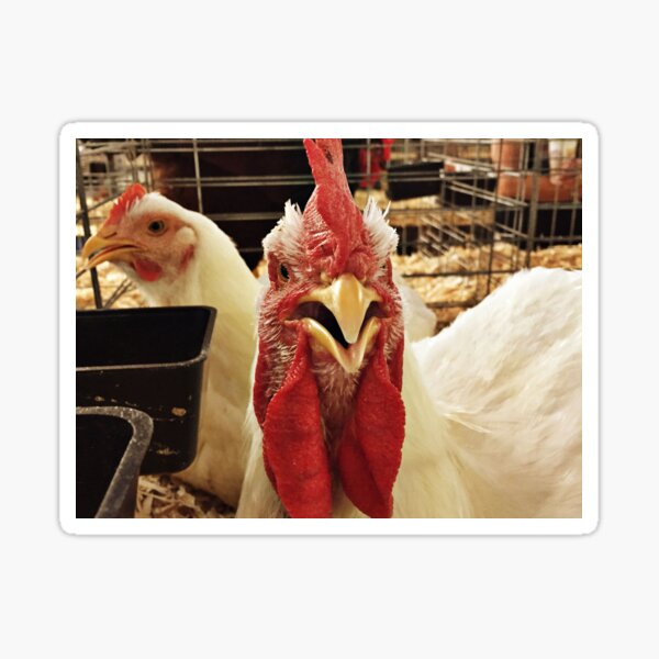 who you calling chicken? Sticker