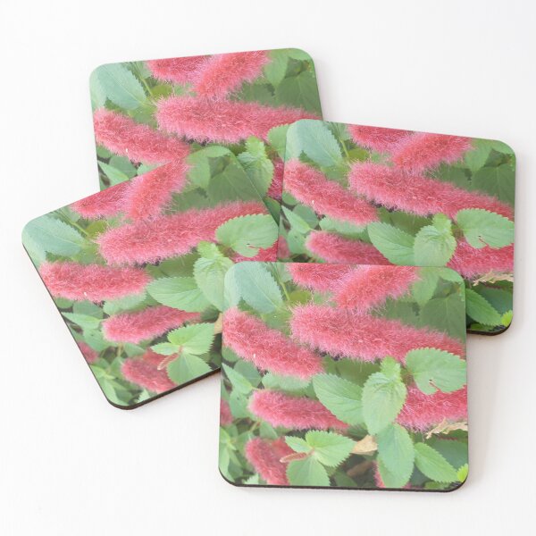 Item preview, Acalypha reptans - Stephie designed and sold by Bennymp.
