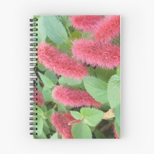 Item preview, Acalypha reptans - Stephie designed and sold by Bennymp.