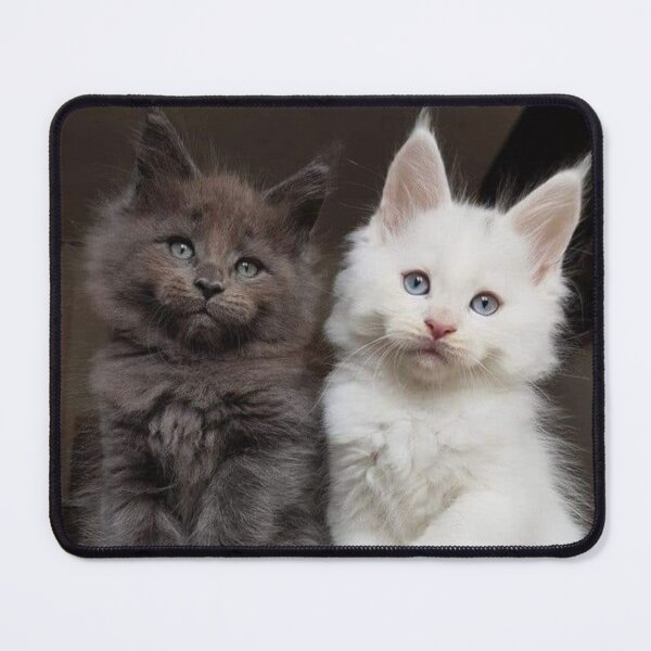 Item preview, Maine Coon Babies designed and sold by Maddie4Real.