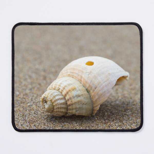 Item preview, One Little Shell designed and sold by heidipics.