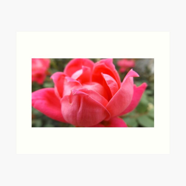 Macro Flower V2 Art Print