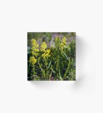 Galium Verum (Lady’s Bedstraw), Inishmore, Aran Islands Acrylic Block