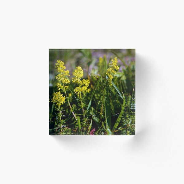 Galium Verum (Lady’s Bedstraw), Inishmore, Aran Islands Acrylic Block