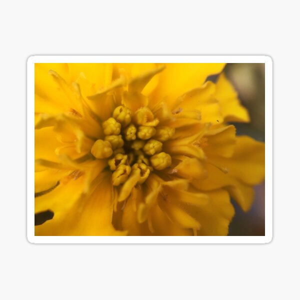 bright yellow flower Sticker