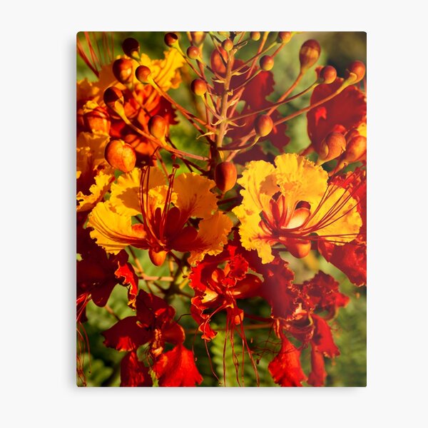 Mexican Bird of Paradise Metal Print