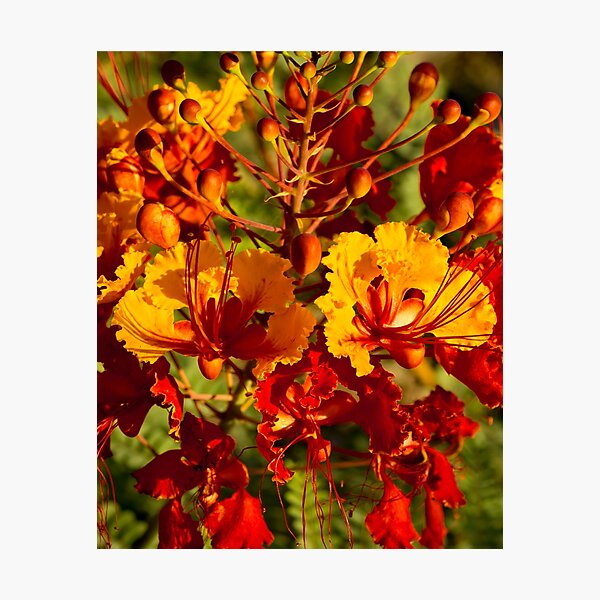 Mexican Bird of Paradise Photographic Print