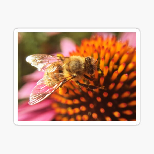 buzz buzz Sticker