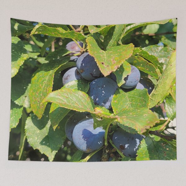 Item preview, ripening plums designed and sold by Bethan Rose Studio.