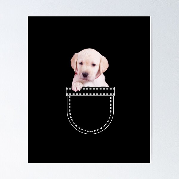 Labrador puppy outlet sling