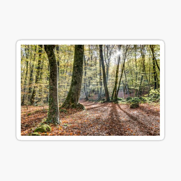 Fageda d’en Jordà, Autumn 2016 (Catalonia) Pegatina