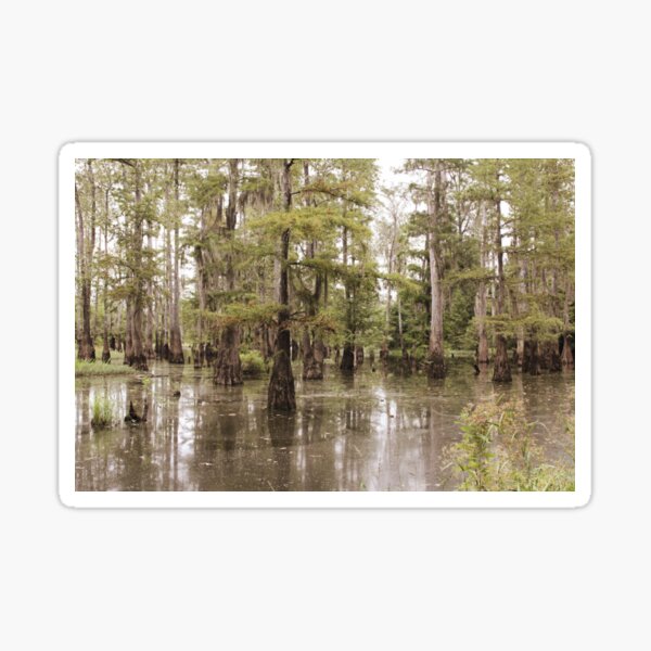 Item preview, The Beauty Of The Swamp designed and sold by RoseC.