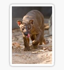Prowling fosa Sticker