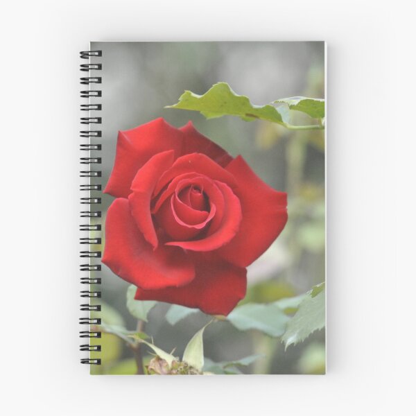 Aperçu de l'œuvre Rose rouge unique créée et vendue par Darby Sauer.