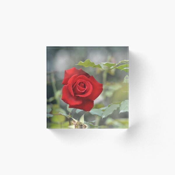 Item preview, Single Red Rose designed and sold by Darby Sauer.