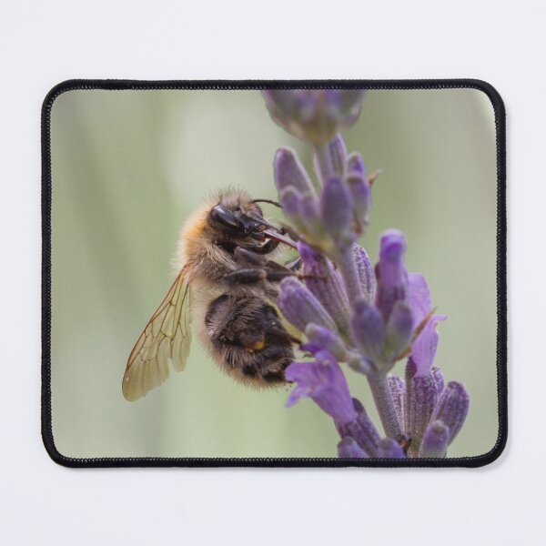 Item preview, Bee gathering lavender flowers with a small beetle designed and sold by BVNaturePhotos.