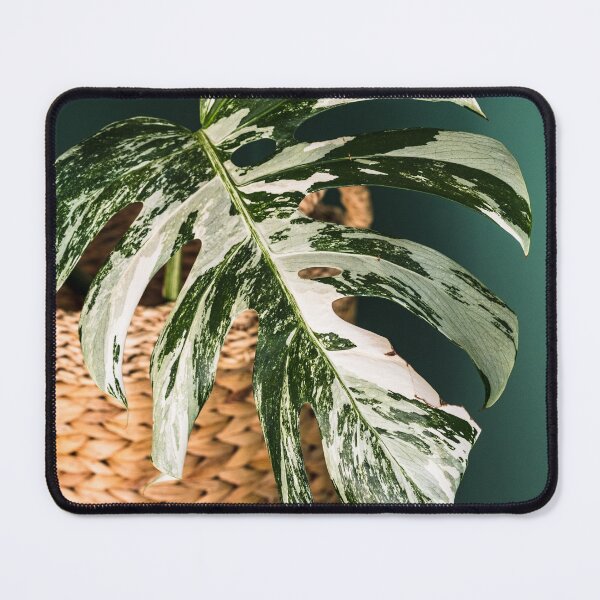 Item preview, Variegated Monstera deliciosa, Albo version. Close up photography.  designed and sold by mhailittlearts.