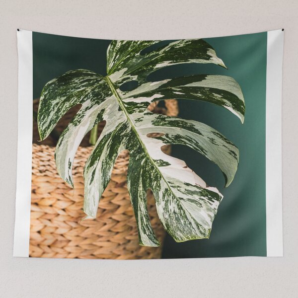 Item preview, Variegated Monstera deliciosa, Albo version. Close up photography.  designed and sold by mhailittlearts.