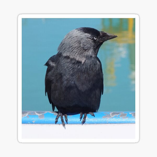 Artikel-Vorschau von Herr Jack Daw, designt und verkauft von Yampimon.