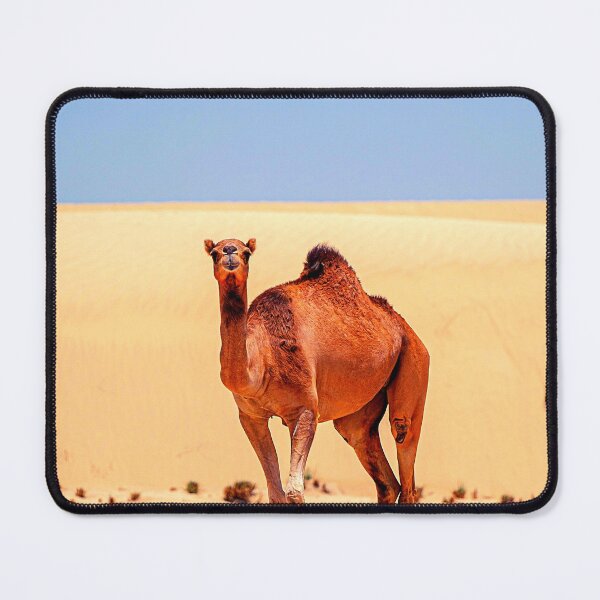 Item preview,  camel photo with high resolution quality designed and sold by Allyouneed-2.