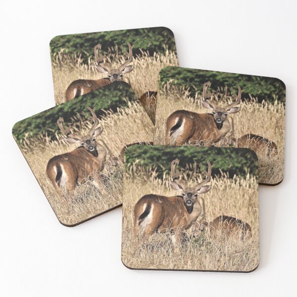 Item preview, blacktails in meadow designed and sold by Coastwind Photography.