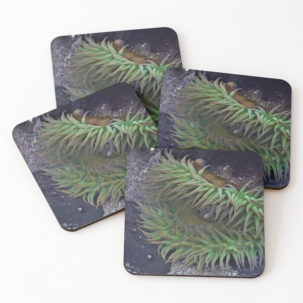 Item preview, flattened anemone designed and sold by Coastwind Photography.