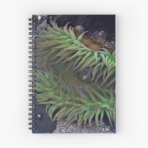 Item preview, flattened anemone designed and sold by Coastwind Photography.