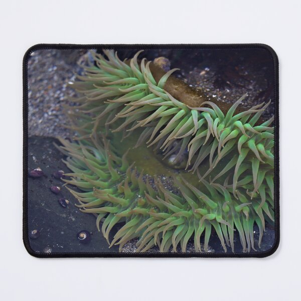 Item preview, flattened anemone designed and sold by Coastwind Photography.