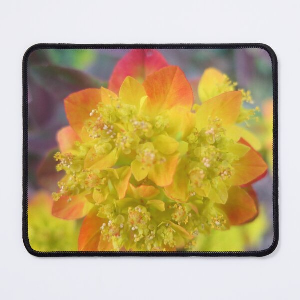 Item preview, Dayglo designed and sold by Cathie Joy Young.