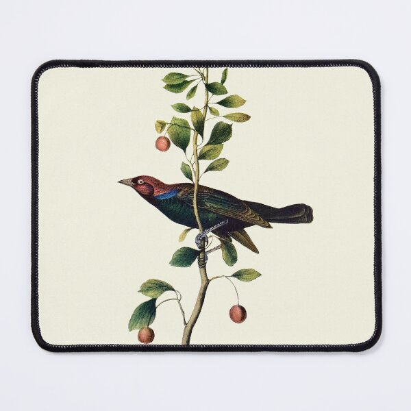 Item preview, Brewer's Blackbird - Audubon designed and sold by sanerevolution.