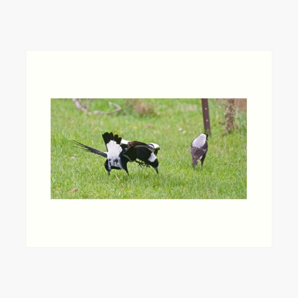 Item preview, MAGPIE ~ Australian Magpie (White-backed) V6K5DCQK by David Irwin designed and sold by tasmanianartist.