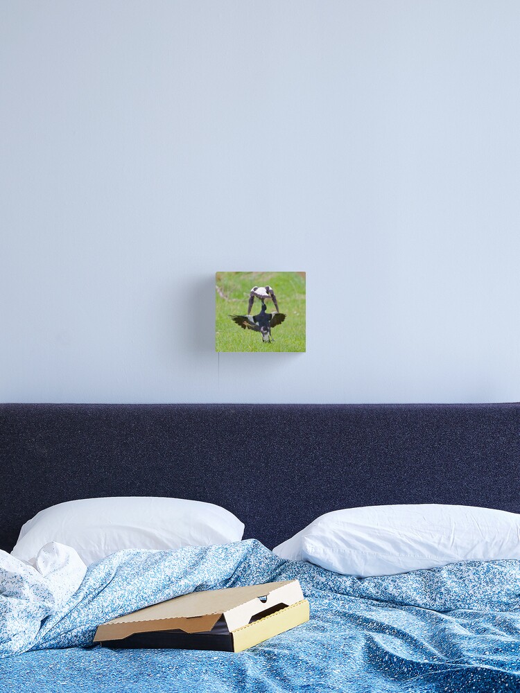 Thumbnail 2 of 3, Canvas Print, MAGPIE ~ Australian Magpie (White-backed) HQF6PYC8 by David Irwin designed and sold by tasmanianartist.