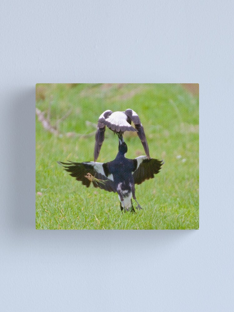 Thumbnail 1 of 3, Canvas Print, MAGPIE ~ Australian Magpie (White-backed) HQF6PYC8 by David Irwin designed and sold by tasmanianartist.