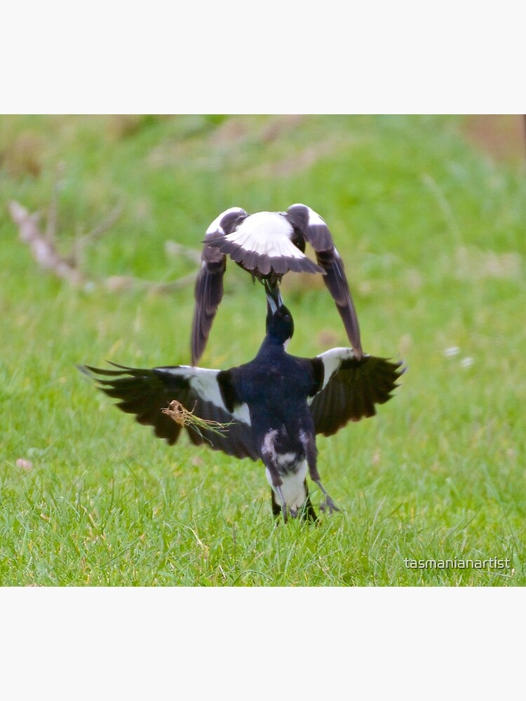 Thumbnail 3 of 3, Canvas Print, MAGPIE ~ Australian Magpie (White-backed) HQF6PYC8 by David Irwin designed and sold by tasmanianartist.