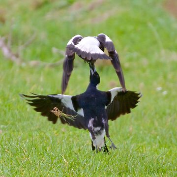 Artwork thumbnail, MAGPIE ~ Australian Magpie (White-backed) HQF6PYC8 by David Irwin by tasmanianartist