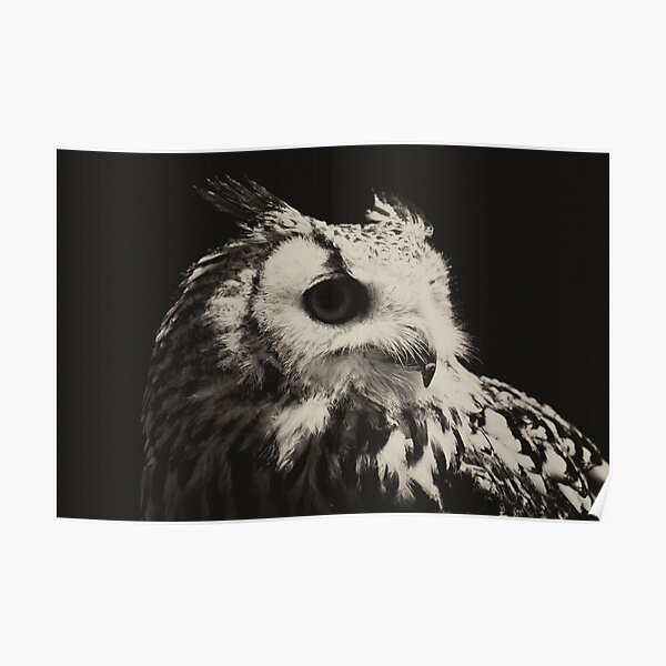 Wild gothic owl Poster