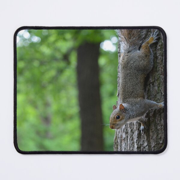 Aperçu de l'œuvre Grey Squirrel on a tree créée et vendue par RumRagephotos.
