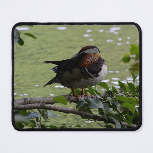 Item preview, Male Mandarin duck on a branch designed and sold by RumRagephotos.